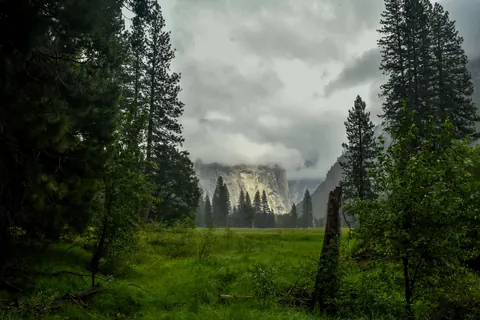Mist moves through a pine forest and mountain valley.